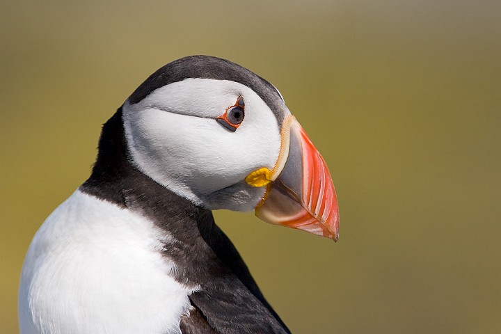 Papageitaucher Fratercula arctica Atlantic Puffin